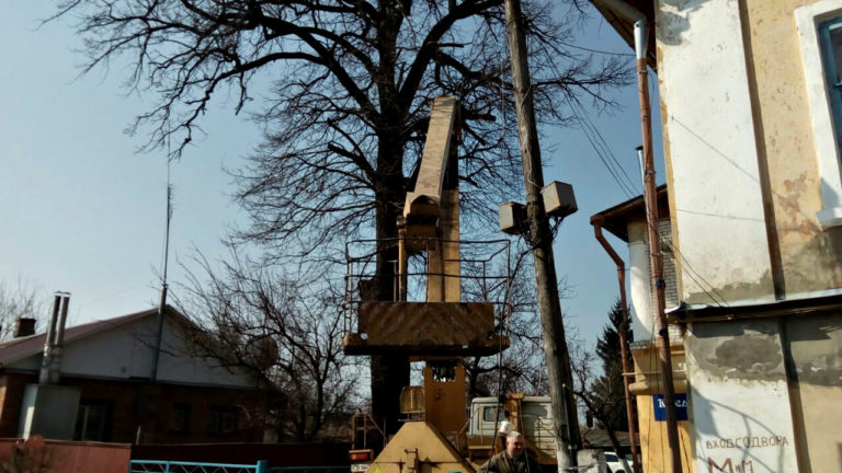 Ніжинці врятували багатовіковий дуб, який хотіли спиляти без дозвільних документів