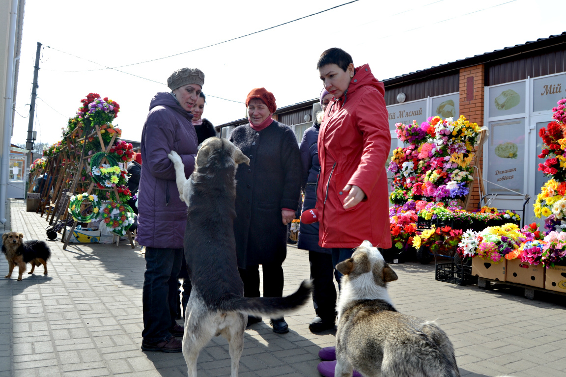 1+1 і UA: Чернігів знімали у Ніжині сюжет про масове отруєння безпритульних собак