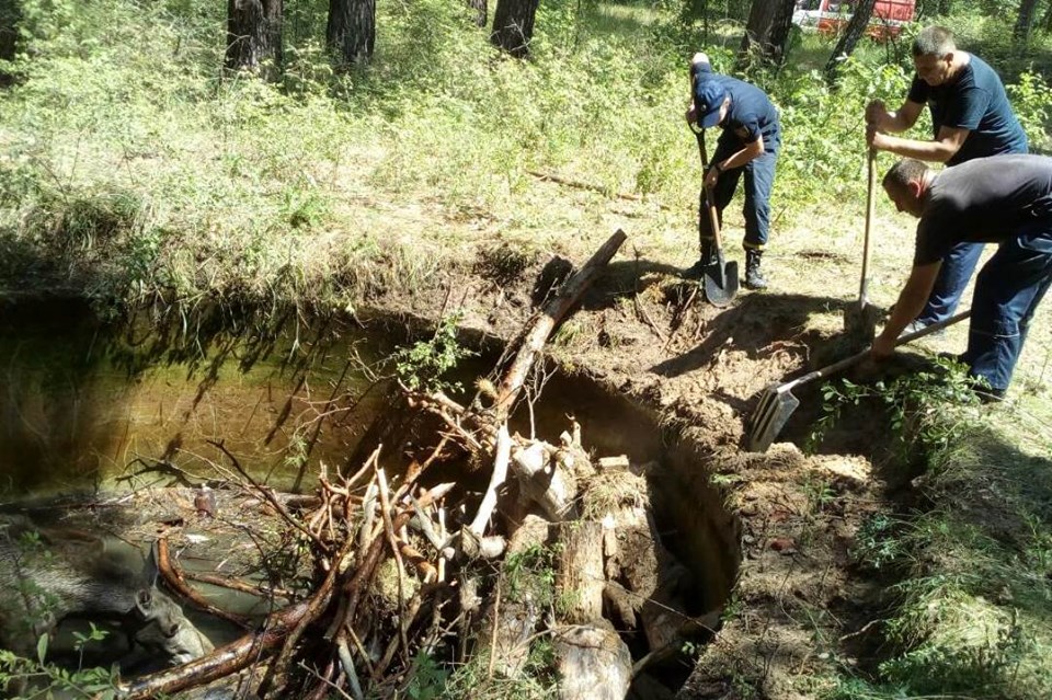 Як рятувальники вивільняли маленьке лосеня з пастки. Фото