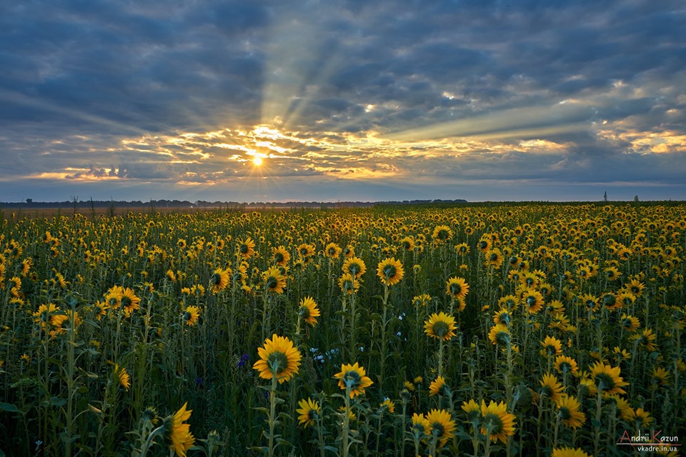 Краса полів Чернігівщини (Фото)