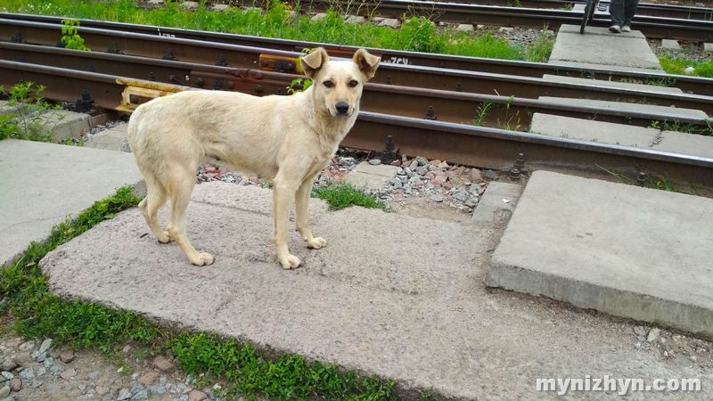 Безмовні, але все відчувають: фото чотирилапих мешканців Ніжина