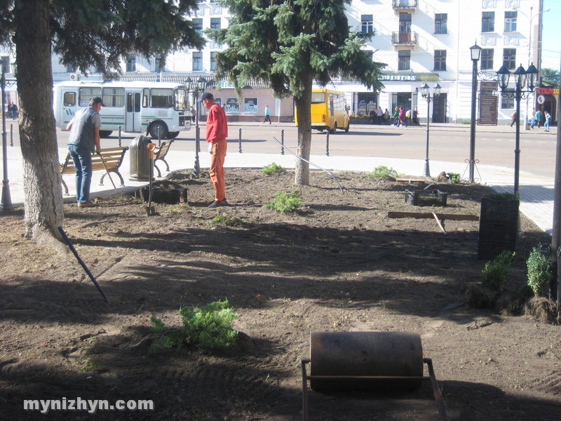 На центральній площі міста висаджують самшити та ялівці