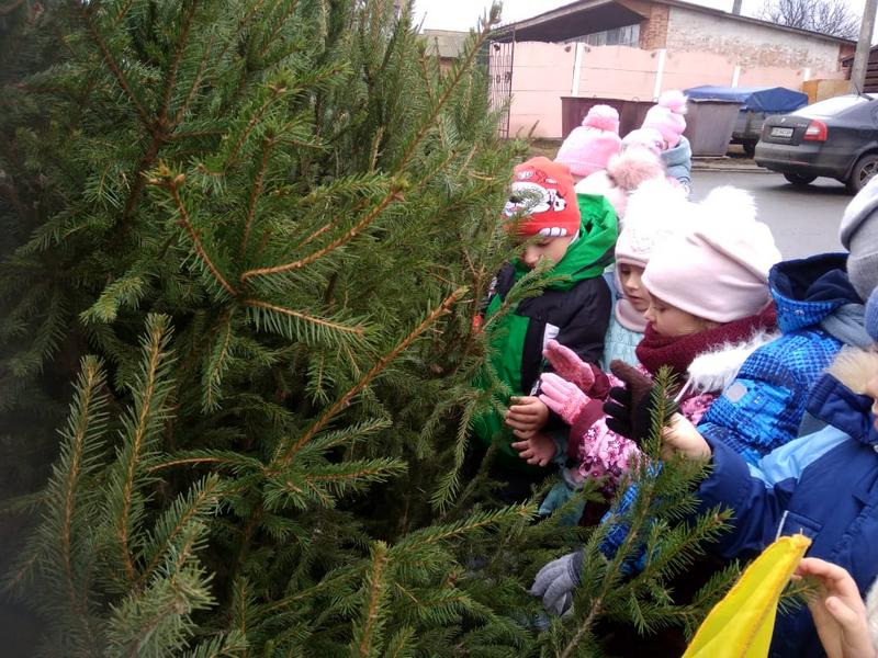 У Ніжині стартував ярмарок з продажу ялинок і сосен. Фото