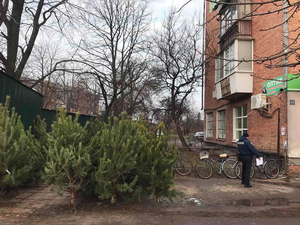 У Ніжині виявили двох торговців ялинками, що порушили закон. Фото