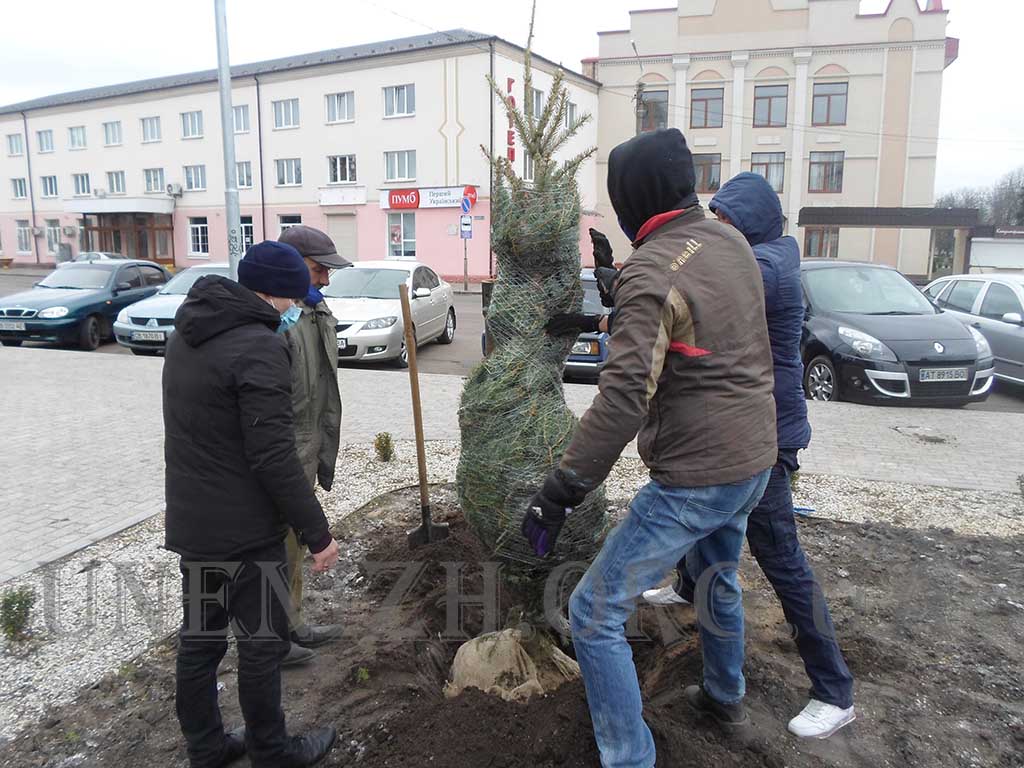 Біля міськвиконкому висадили три колючі красуні