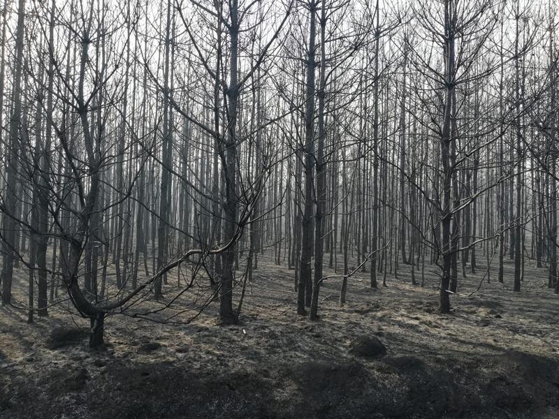 Через київського дачника згоріло більше 70 гектарів молодого лісу